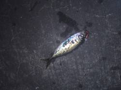 大阪南港　年内最後の釣行は…年明けはメバル…