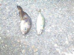 大阪南港　年内最後の釣行は…年明けはメバルで