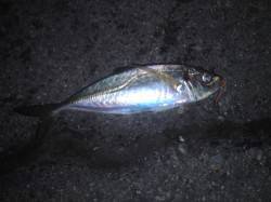 南港アジング、2投目で29㎝のデカアジがヒ…