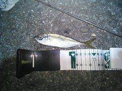 雑賀崎で短時間アジング、なんとかアジ釣れました！