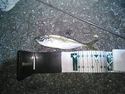 雑賀崎で短時間アジング、なんとかアジ釣れま…