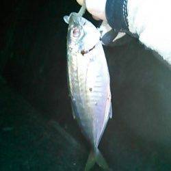 メバリングタックルで短時間アジング、アジは沢山いましたが…