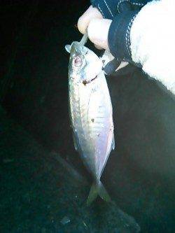 メバリングタックルで短時間アジング、アジは沢山いましたが…