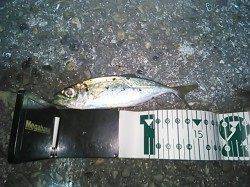 雑賀崎で短時間アジング、なんとかアジ釣れました！