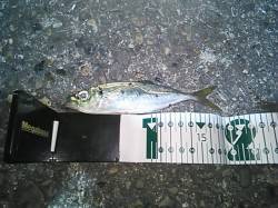 初釣りに雑賀崎でメバリング、表層でアジがく…