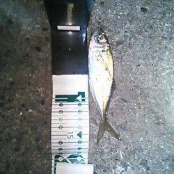 メバリングタックルで短時間アジング、アジは沢山いましたが…