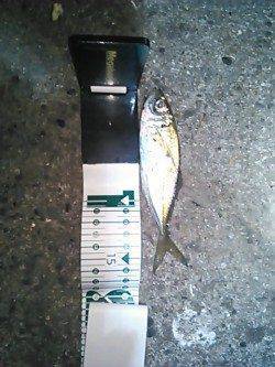 メバリングタックルで短時間アジング、アジは沢山いましたが…