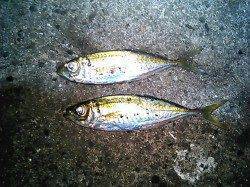 初釣りに雑賀崎でメバリング、表層でアジがくってきました♪