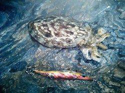 雑賀崎でエギング、潮の流れ緩くなった時間帯にコウイカ１杯