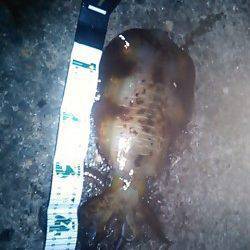 今年初アオリイカはジャスト1kg！