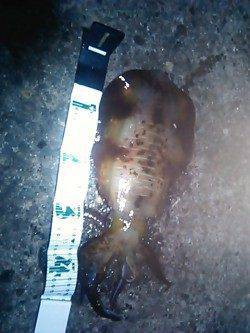 今年初アオリイカはジャスト1kg！