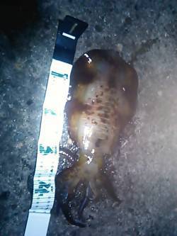 今年初アオリイカはジャスト1kg！