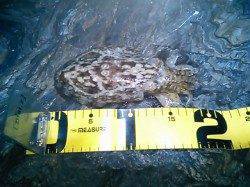 雑賀崎でエギング、潮の流れ緩くなった時間帯にコウイカ１杯