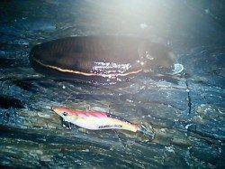 雑賀崎でコウイカ【ラトル入りエギがアピールに効果的！】