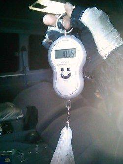 今年初アオリイカはジャスト1kg！