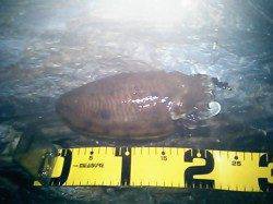 雑賀崎でコウイカ【ラトル入りエギがアピールに効果的！】