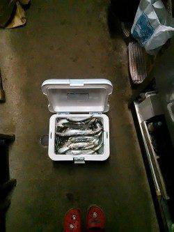 兵庫突堤　サビキでイワシが3ケタ釣果　サビキ5～6号使用