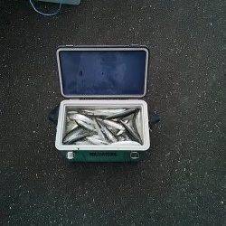 兵庫突堤　サビキでイワシが3ケタ釣果　サビキ5～6号使用