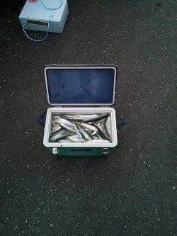 兵庫突堤　サビキでイワシが3ケタ釣果　サビキ5～6号使用