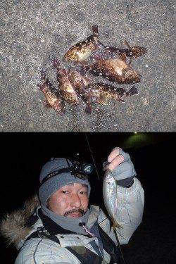 田尻漁港　メバリングのちアジングでシーバス・ガシラ☆