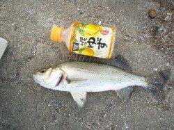 花市前にて、エビ撒き釣り、セイゴとアジの釣果