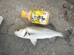 花市前にて、エビ撒き釣り、セイゴとアジの釣…