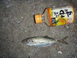 花市前にて、エビ撒き釣り、セイゴとアジの釣果