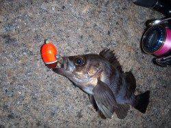 樽井漁港でメバリング、フロートリグでゲット