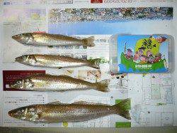 由良成ヶ島水道での投げ釣りで最大２４センチのキス