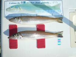 淡路島浦漁港でキスを狙って来ました