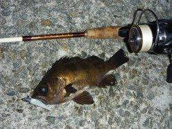 りんくう　ライトワインドでメバル〜20.4cm5尾の満足釣果