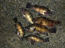 りんくう　ライトワインドでメバル〜20.4…