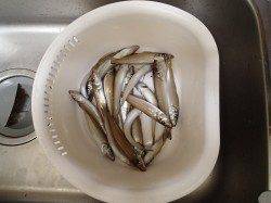 ちょい投げ釣りにトライ♪ 由良でファミリーフィッシィング