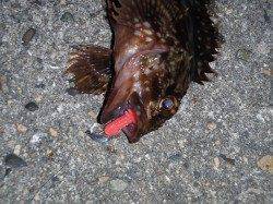 淀川河口ガシリングメインの釣行