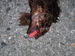 淀川河口ガシリングメインの釣行