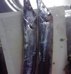 本荘人工島でのワインド釣果