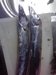 本荘人工島でのワインド釣果