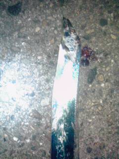 本荘人工島でのワインド釣果