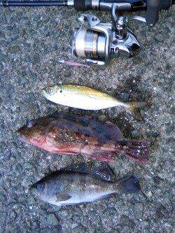 栖原漁港　常夜灯の下でアジングを楽しむ