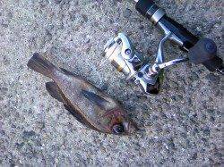 小型のメバルとガシラが多くリリース多数