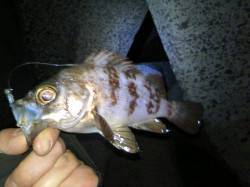 小型のメバルとガシラが多くリリース多数