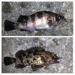 型は小さいですが、今年初のメバルを釣ることが出来ました