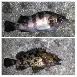 型は小さいですが、今年初のメバルを釣ること…