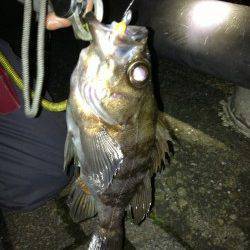 どこへ行くも爆風で３カ所目でなんとかメバルゲット！