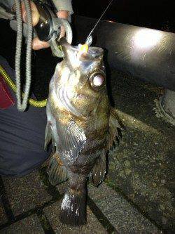 どこへ行くも爆風で３カ所目でなんとかメバルゲット！