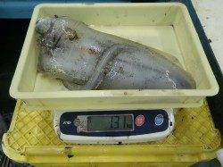 見草でのヤエン釣り、アオリイカ総計4.32kg！