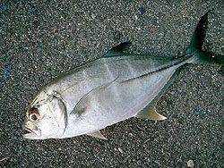 投げ釣りでイサキ、実はけっこう釣れまんねん♪【中本嗣通氏連載記事No.23】