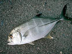 投げ釣りでイサキ、実はけっこう釣れまんねん♪【中本嗣通氏連載記事No.23】