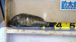 少年フカセ師が大物をゲット！ 天神崎のチヌ釣果