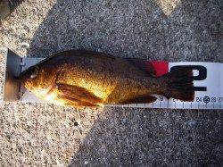 炬口　新春初釣りはメバリング　大満足の釣果に☆